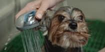 Bath & Brush Special - Small Dogs