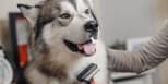 Large/Giant Breed Full Grooming Special (50 lbs & Up)