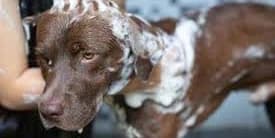 Bath & Brush Special - Large Dogs