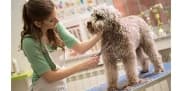 Medium Breed Full Grooming Special (21 - 49 lbs)