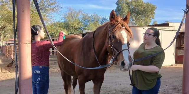 Horse Grooming Session