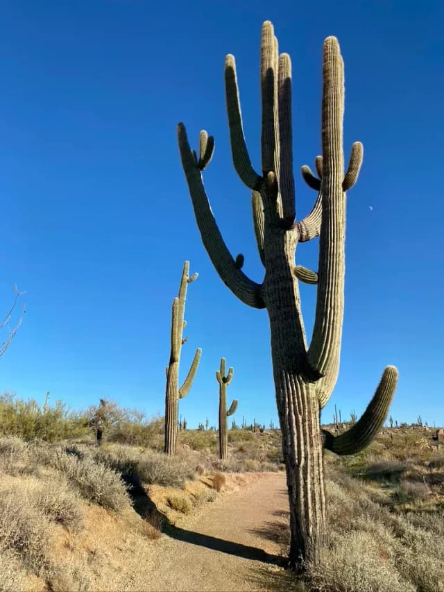 4-10 Hikers (Price Per Hiker, Must Book at least 4 Hikers)