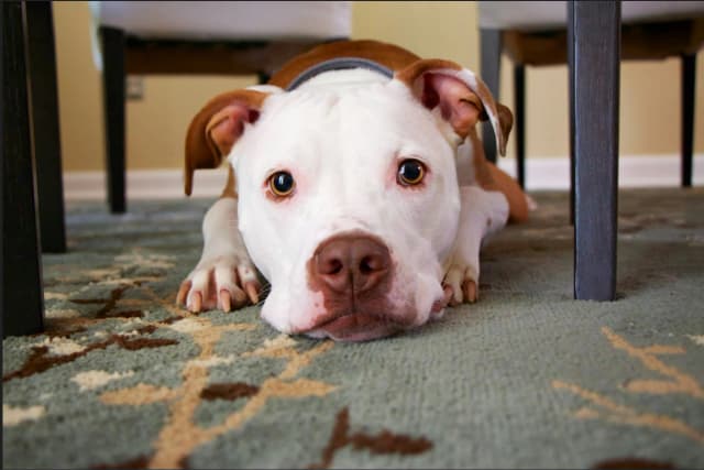 Basic Obedience Package
