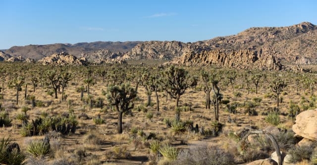 Palm Springs and Joshua Tree National Park Self-Guided Driving Tours Bundle